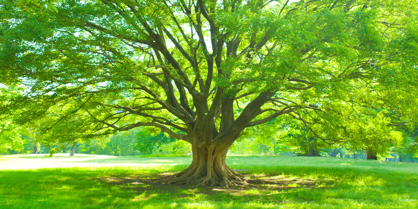 détox métaux lourds